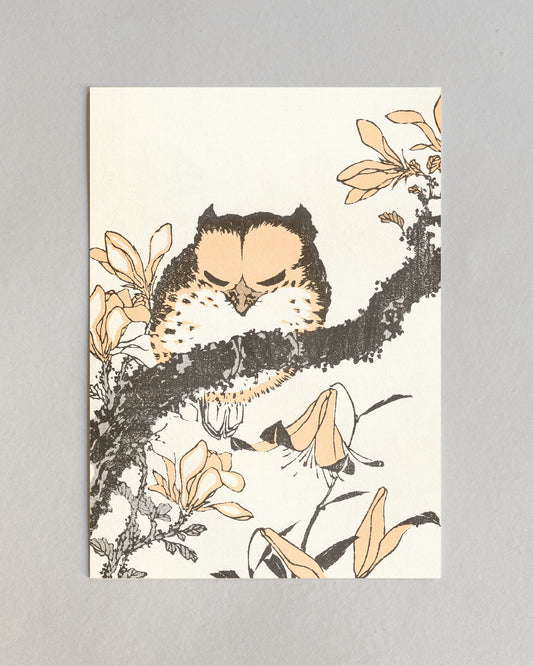 kiku print / postcard : meiji owl
