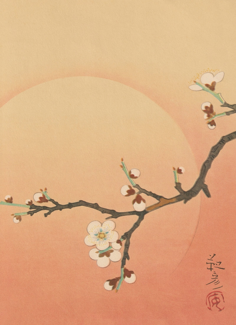 kiku print : greeting card - apricot blossom
