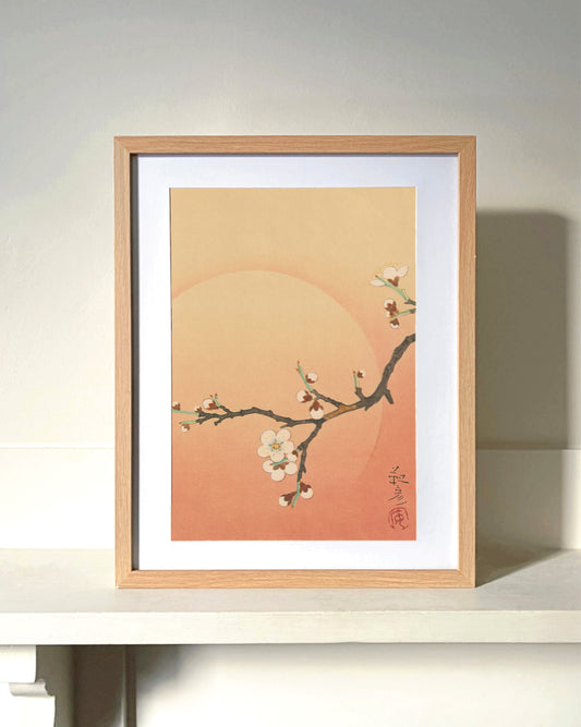 kiku print : A3 print - apricot blossom