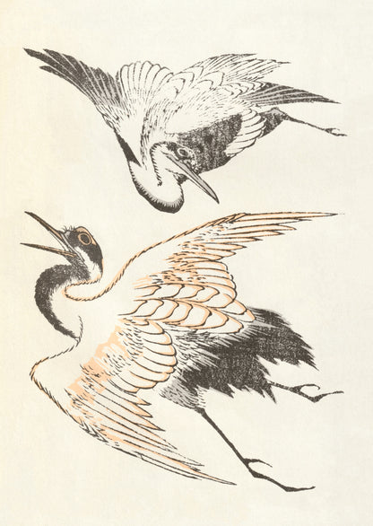 kiku print / postcard : meiji cranes