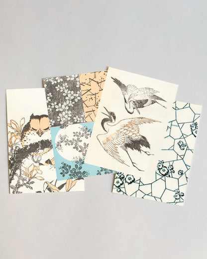 kiku print / postcard : meiji owl